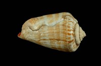 藏品(紅嬌鳳凰螺)的圖片